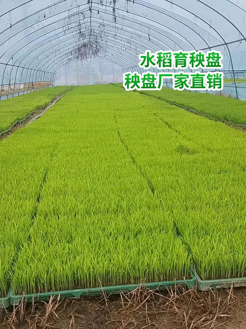 玉林插秧機(jī)育苗盤源頭廠家走過(guò)路過(guò)不要錯(cuò)過(guò),育苗盤和育秧盤廠家