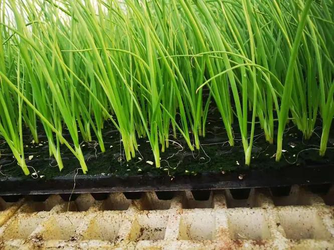 工廠化 穴盤洋蔥育苗我們最專業(yè)
